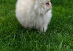 Pomeranski spic