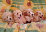Dostupni za preuzimanje MALTIPOO prelepi