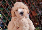 Dostupni za preuzimanje MALTIPOO prelepi