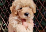 Dostupni za preuzimanje MALTIPOO prelepi