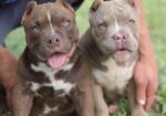 American bully