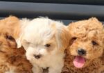Maltipoo-Cavapoo Cavapo-Kavapu stenci