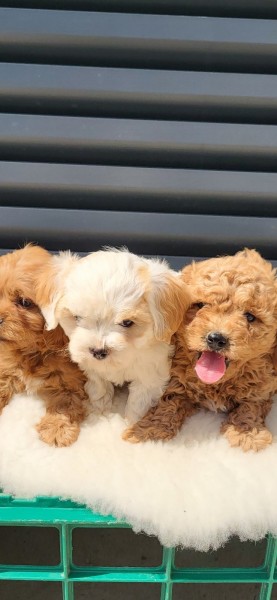Maltipoo-Cavapoo Cavapo-Kavapu stenci
