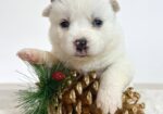 Pomsky-pomski (pomeranac + haski)