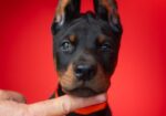 Doberman, stenad na prodaju