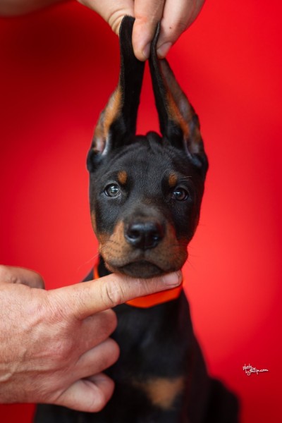 Doberman, stenad na prodaju