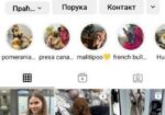 Stenci toy i mini pudle vrhunske genetike