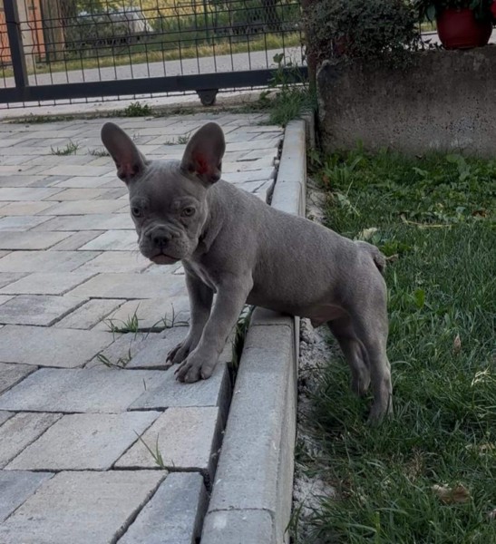 Francuski buldog stenci plave boje