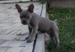 Francuski buldog stenci plave boje