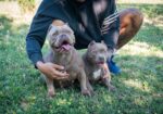 American bully