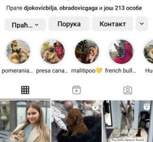 Stenci toy i mini pudle vrhunske genetike