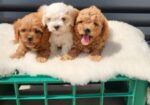 Maltipoo-Cavapoo Cavapo-Kavapu stenci