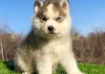 Pomsky-pomski (pomeranac + haski)