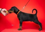 Doberman, stenad na prodaju