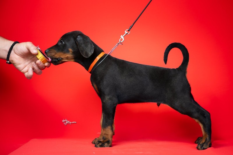 Doberman, stenad na prodaju