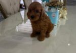 Goldendoodle prelepi štenci