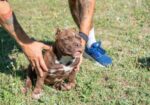 American bully