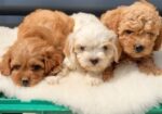 Maltipoo-Cavapoo Cavapo-Kavapu stenci