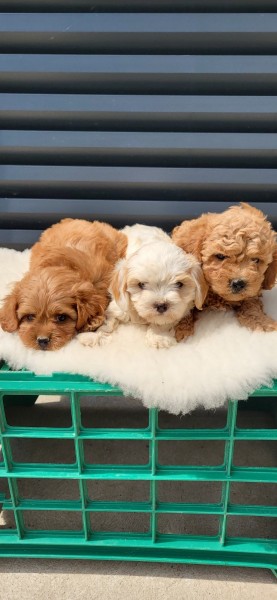 Maltipoo-Cavapoo Cavapo-Kavapu stenci
