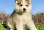 Pomsky-pomski (pomeranac + haski)