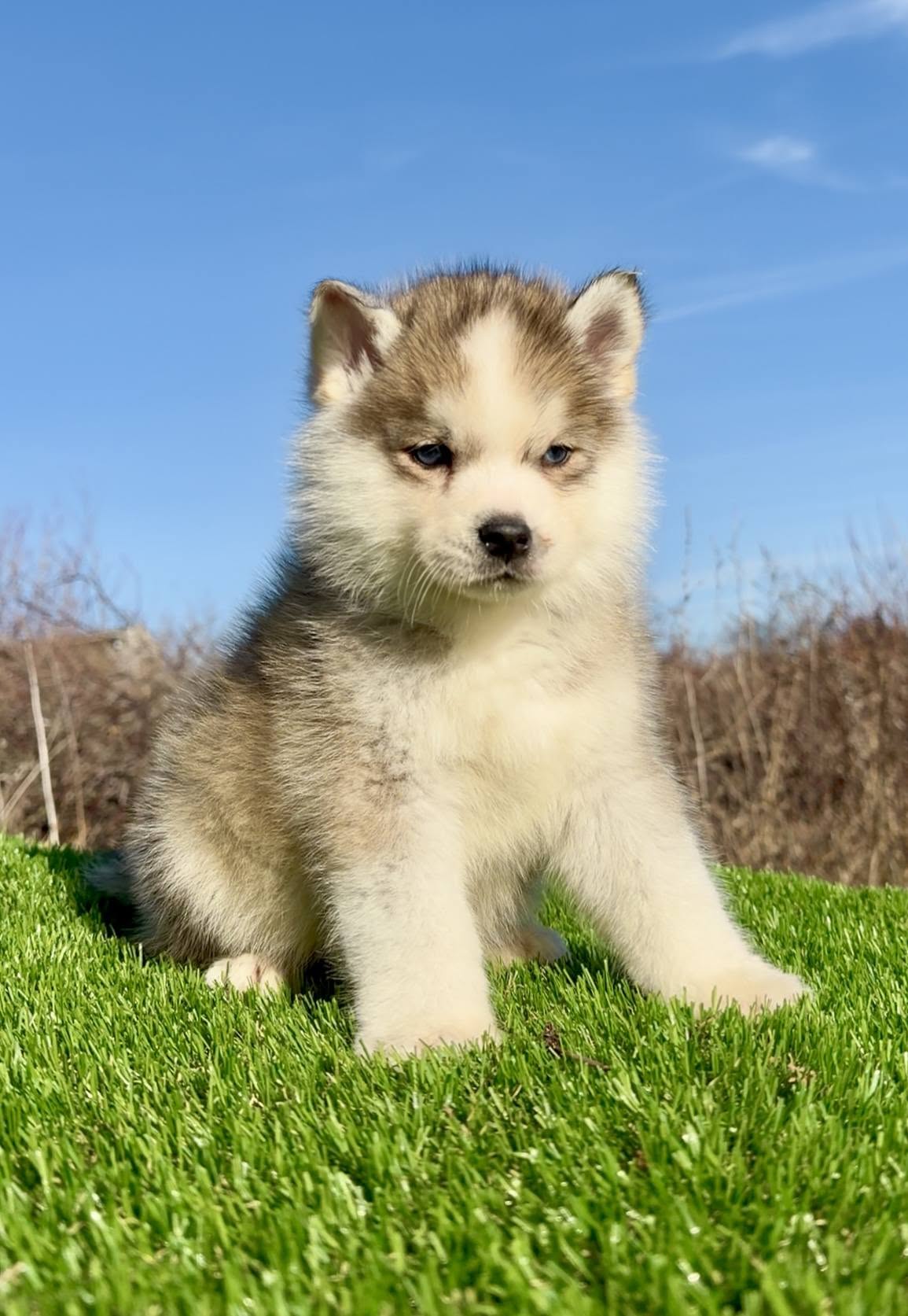 Pomsky-pomski (pomeranac + haski)