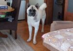 Američka akita, parenje