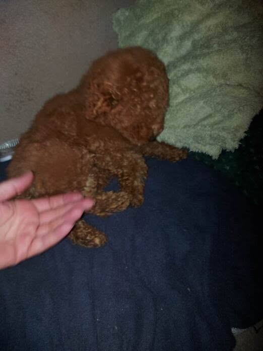Štenci toy crvene pudle