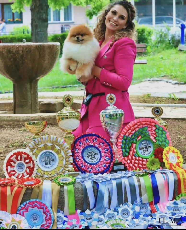Ekskluzivni pomeranci iz vrhunske brazilske krvne linije