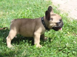 buldog-01