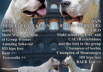 Legle dogo argentino štenaca