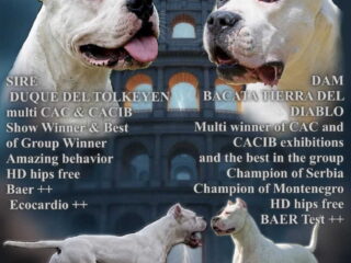 dogo1