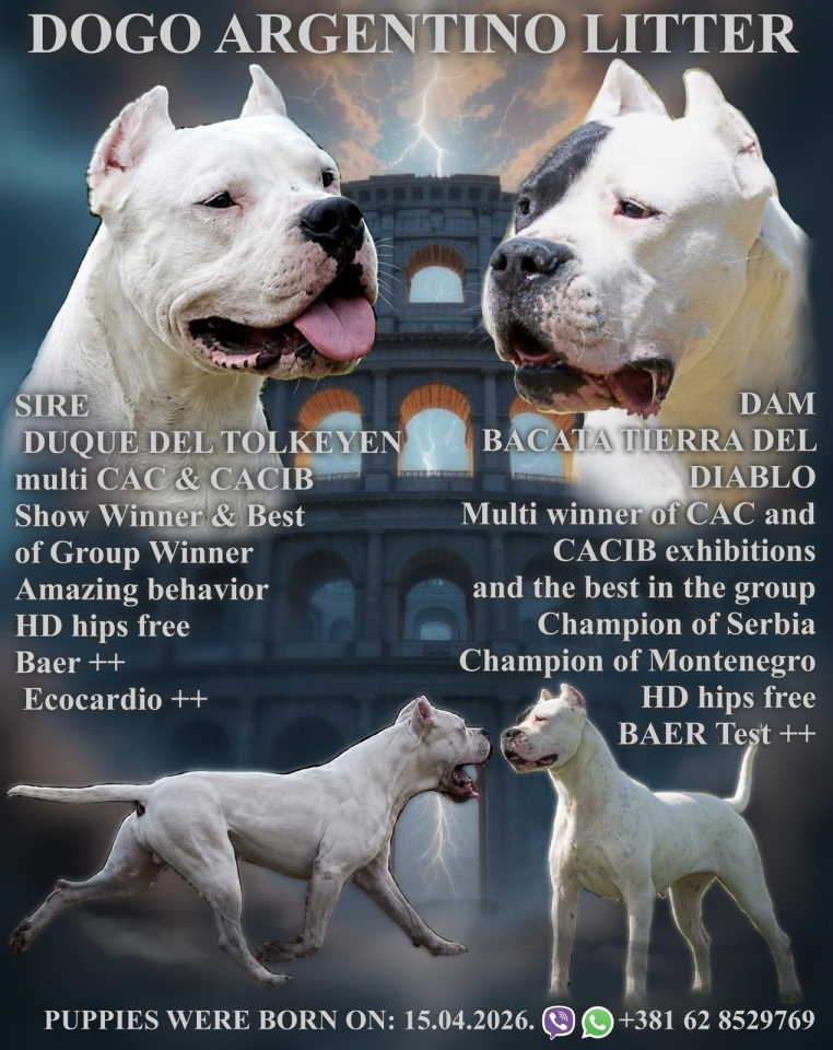 Legle dogo argentino štenaca