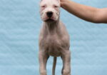 Legle dogo argentino štenaca