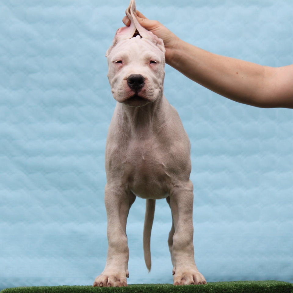 Legle dogo argentino štenaca