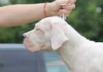 Legle dogo argentino štenaca