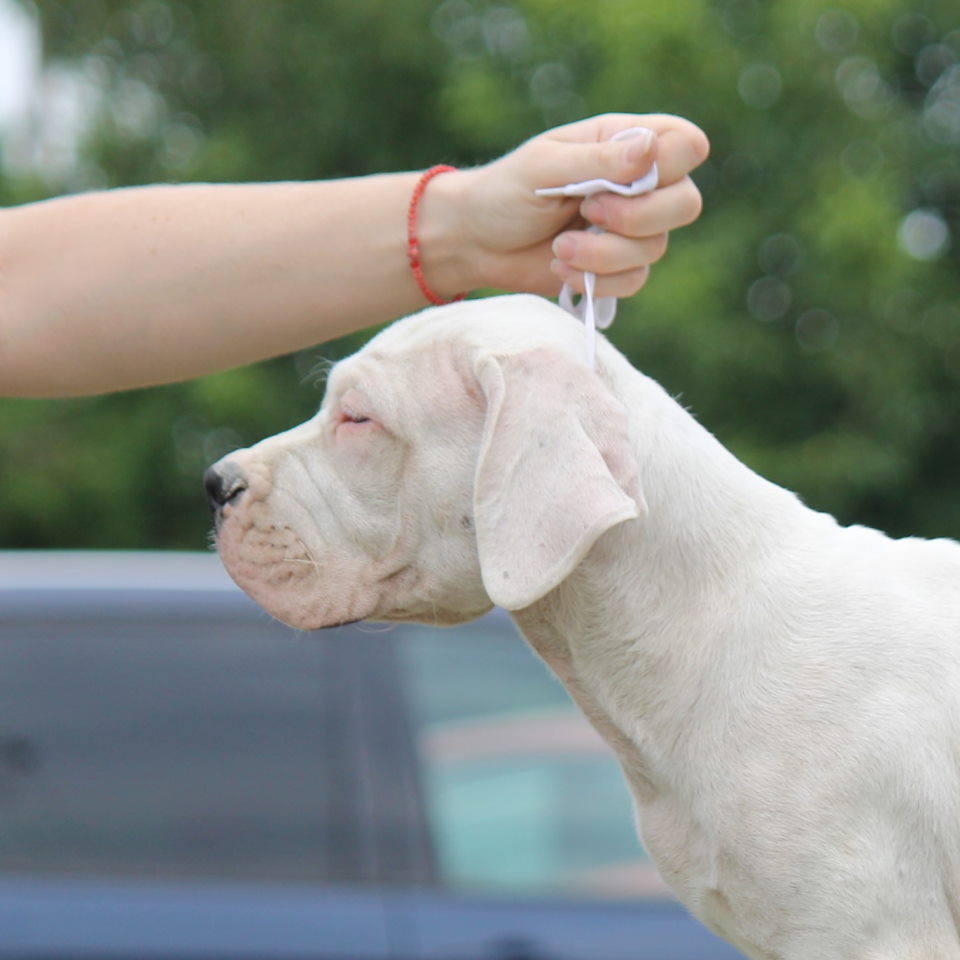 Legle dogo argentino štenaca
