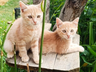 macici1