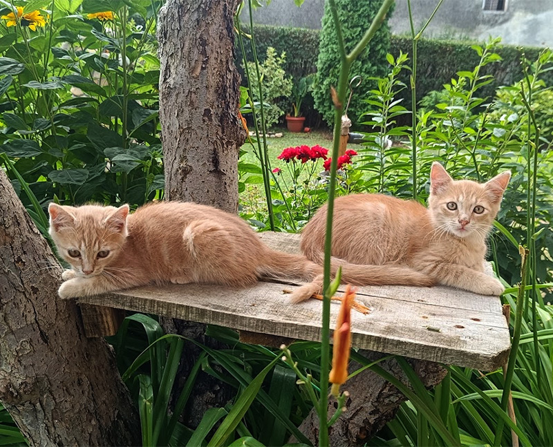 Poklanjam 2 domaća umiljata mačeta (Niš)