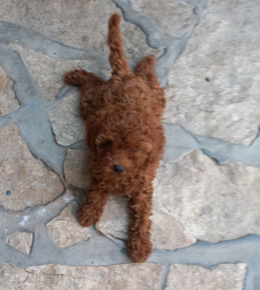 Crvena toy pudlica, žensko štene – staro 2,5 meseci