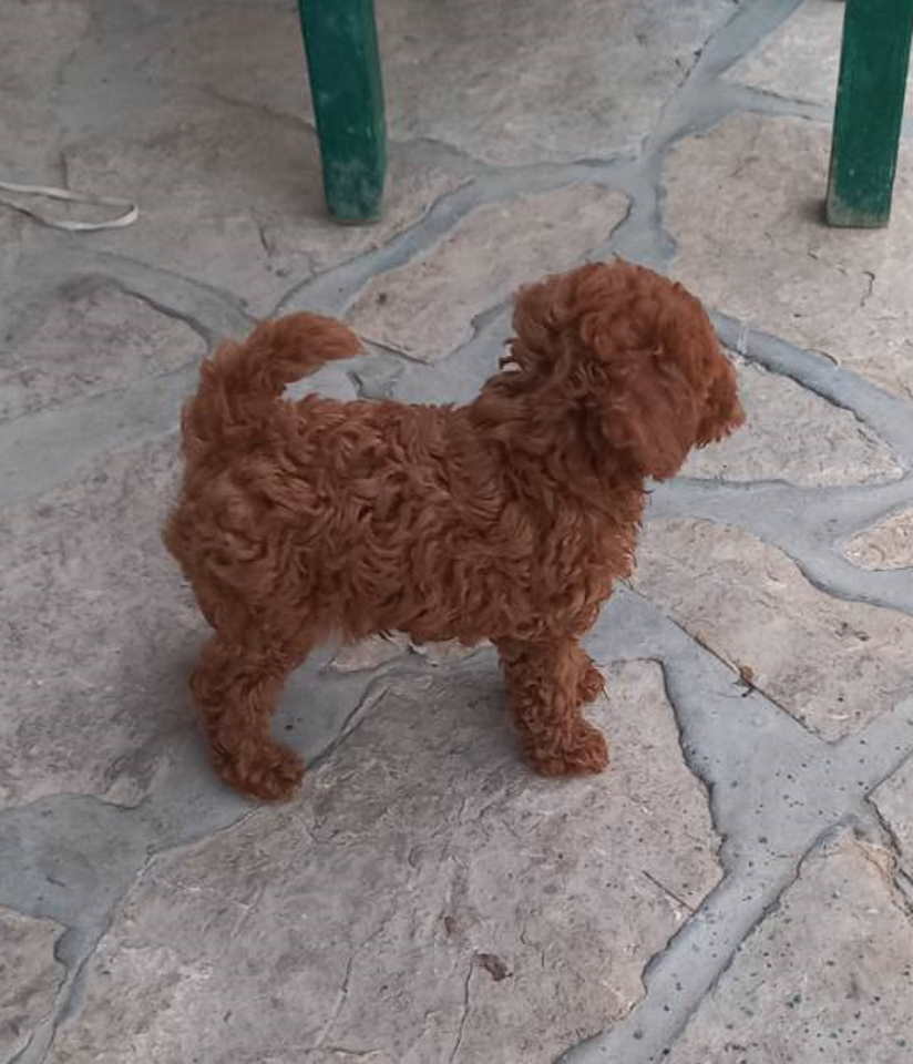 Crvena toy pudlica, žensko štene – staro 2,5 meseci