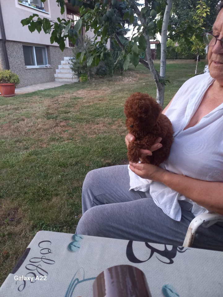 Crvena toy pudlica, žensko štene – staro 2,5 meseci