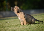 Na prodaju stenci Presa Canario