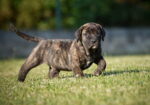 Na prodaju stenci Presa Canario