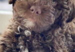 Lagotto Romagnolo – rezervacija stenaca