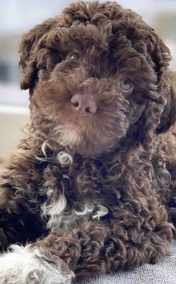Lagotto Romagnolo – rezervacija stenaca