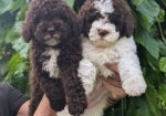 Lagotto Romagnolo – rezervacija stenaca