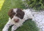 Lagotto Romagnolo – rezervacija stenaca