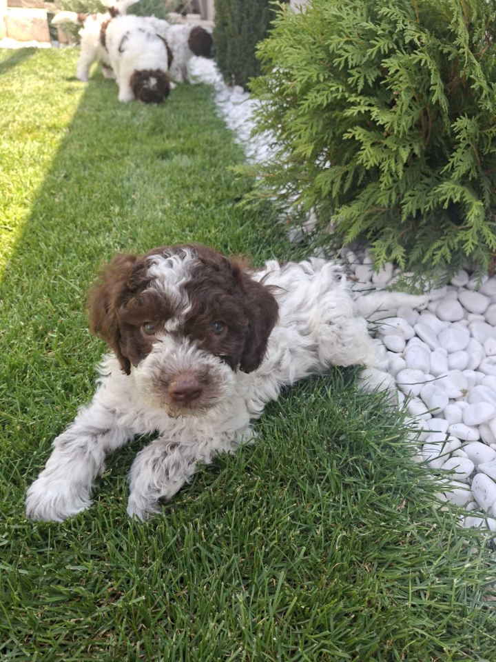 Lagotto Romagnolo – rezervacija stenaca