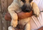 Kangal stenci