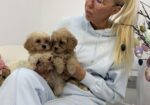 Maltipoo vrhunske genetike